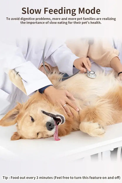 Golden retriever in slow feeding mode during a vet check-up, highlighting the importance of slow eating for pets.