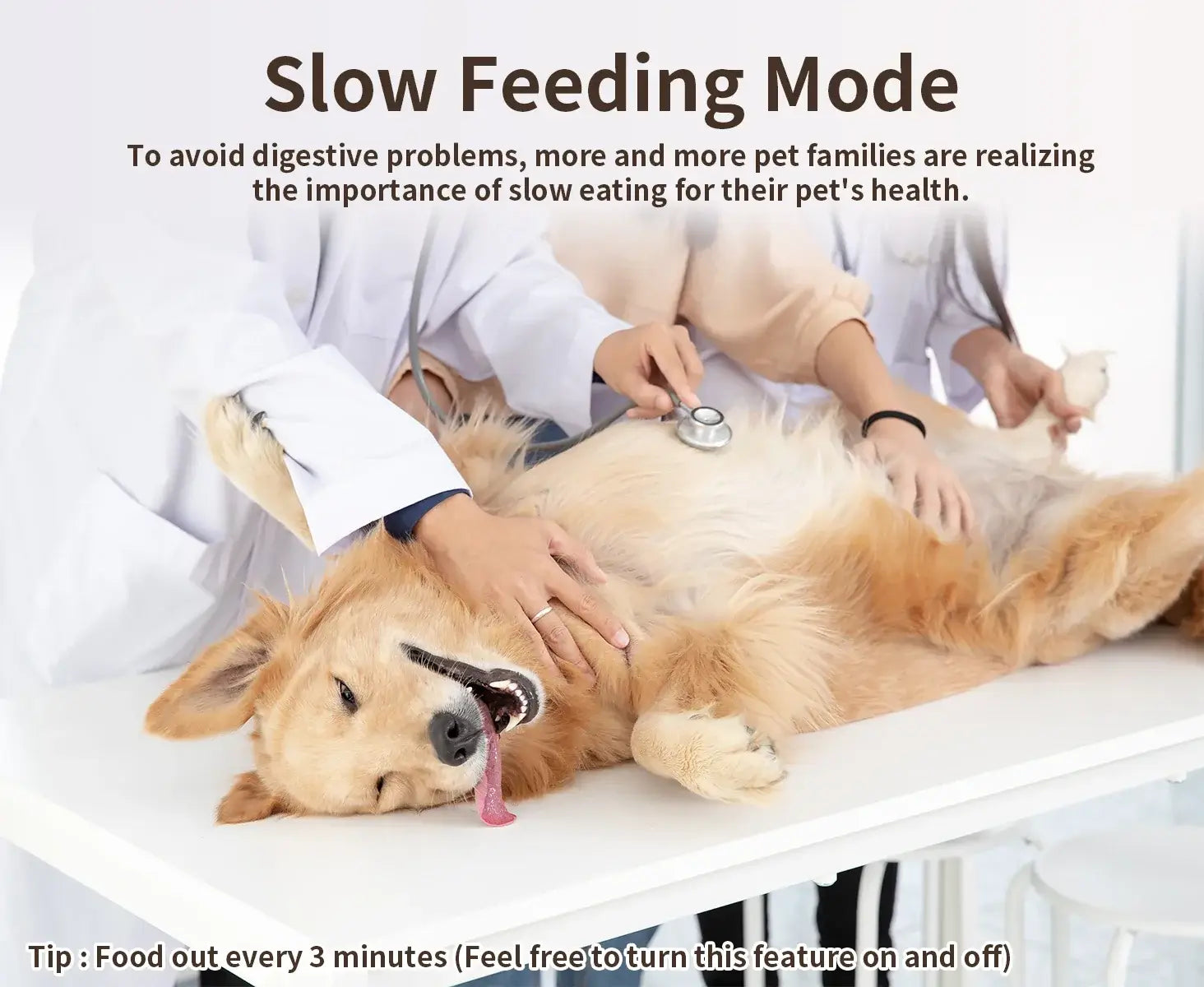 Dog on vet&