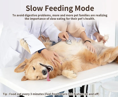 Dog on vet&